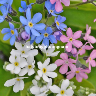 1 Gram - Hạt Giống Hoa Lưu Ly  - For Get Me Not Mix Phương Nam