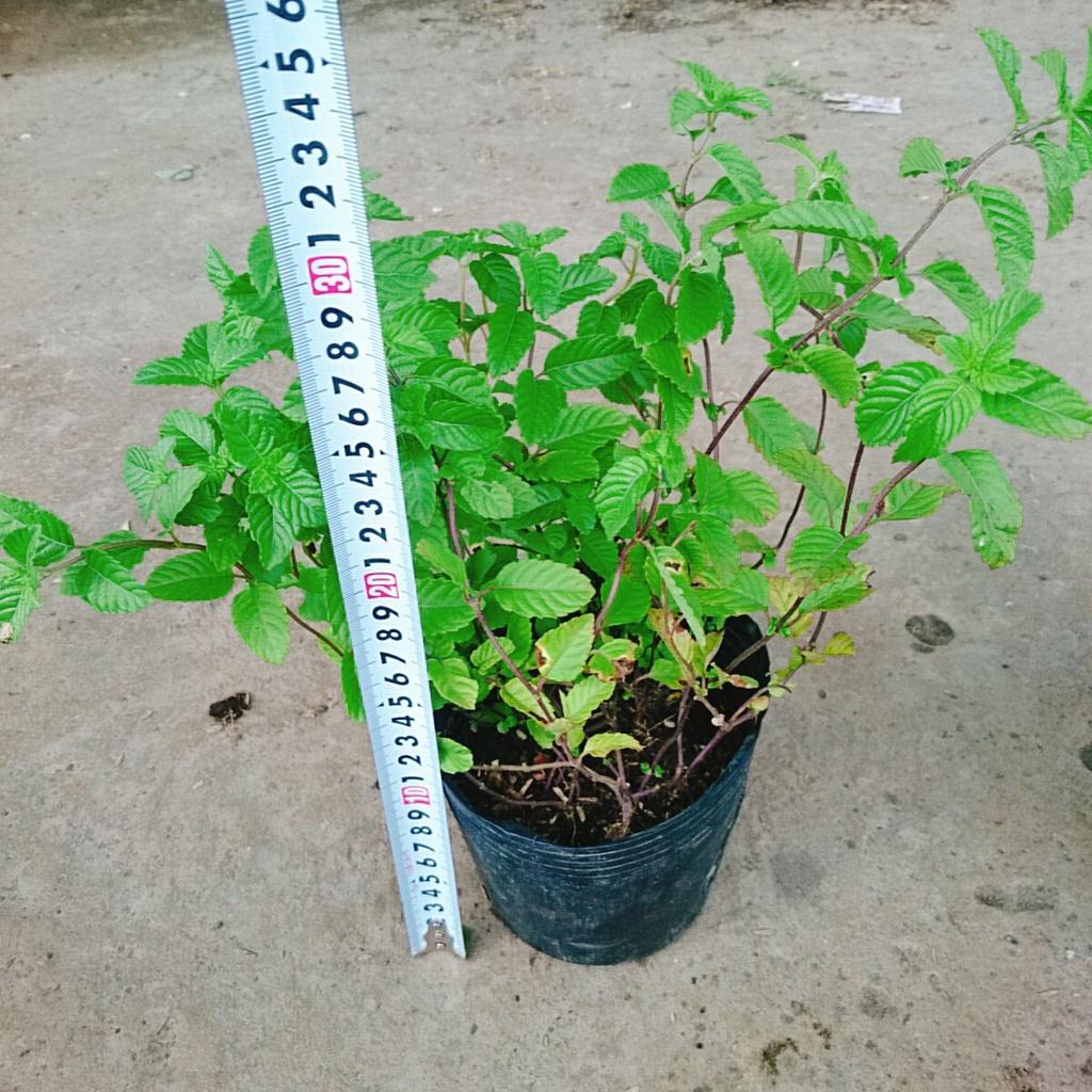 Cây sương sáo làm thạch sương sáo, thanh nhiệt giải độc mát gan, lợi tiểu, đẹp da