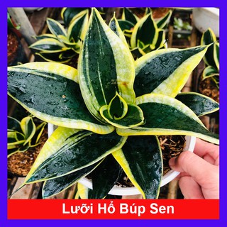 Cây Lưỡi Hổ Búp Sen - Cây cảnh mini để bàn