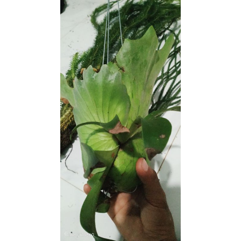 Cây Ổ Rồng | Shopee Việt Nam