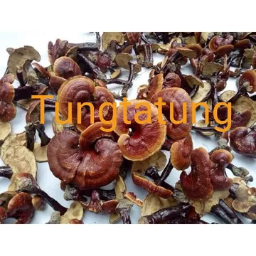 Nấm lim xanh Tây Bắc 500g chuẩn