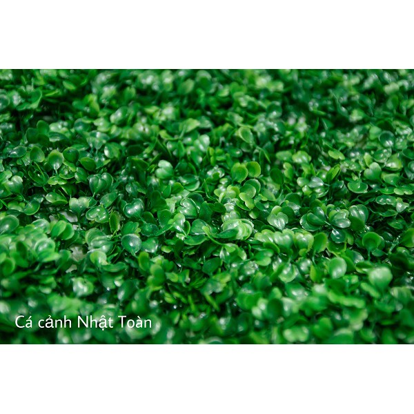 THẢM CỎ XOANG TRANG TRÍ BỀ CÁ, NHÀ CỬA 60X40CM