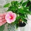 Cây Hoa Dâm Bụt Hồng Viền Trắng - cây cảnh đẹp