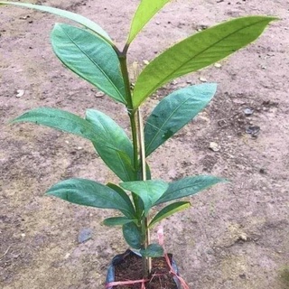 Cây măng cụt giống cao 30-50 cm quả to năng suất cao (ảnh thật 2 hình cuối) .