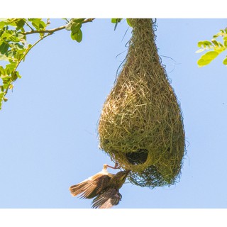 Các tư thế vô tổ của chim Dòng Dọc | Bui Trong Hieu | Flickr