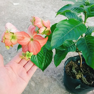 Cây Bướm Hồng - cây cảnh trong nhà