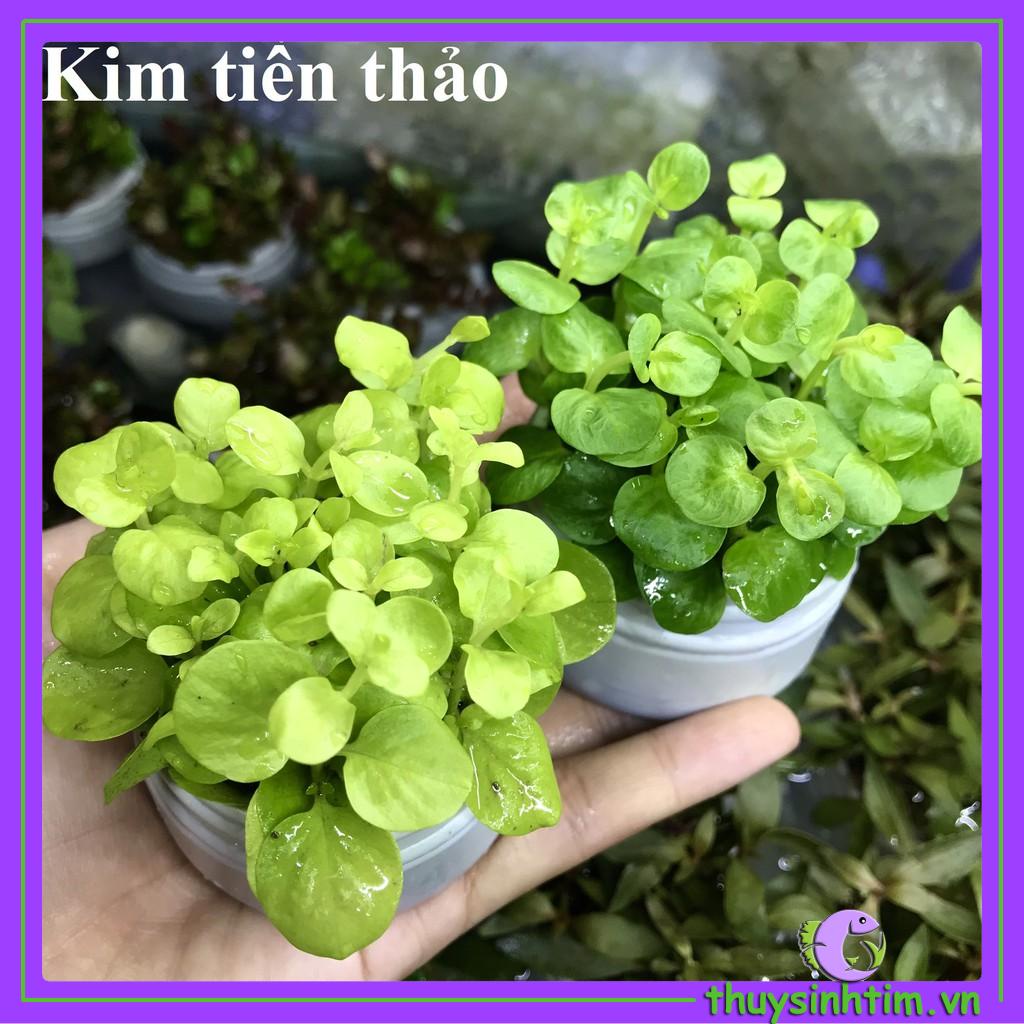 Những bước cơ bản để tạo ra một hồ thủy sinh đẹp với cây Kim Tiền Thảo.
