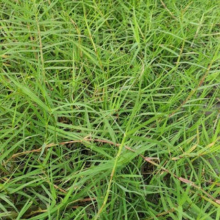 100gr cỏ nhung nhật trồng làm thảm cực kì đẹp