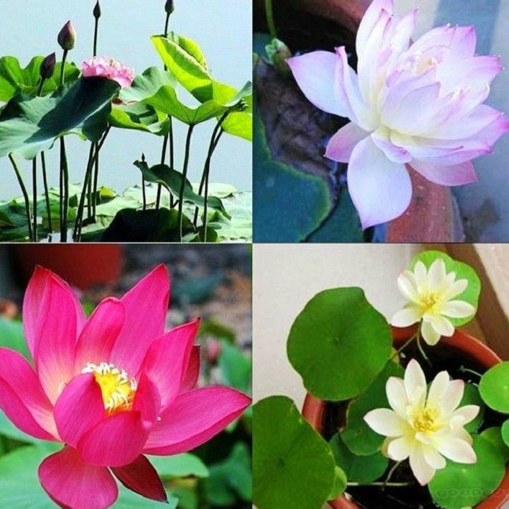 Hạt giống sen Nhật mini