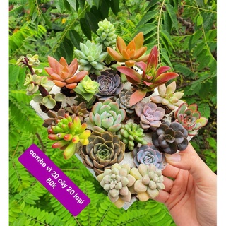 COMBO 20 CÂY 20 LOẠI SEN VỈ size 3-5cm MẦM NẮNG GARDEN lỗi 1 đền 1