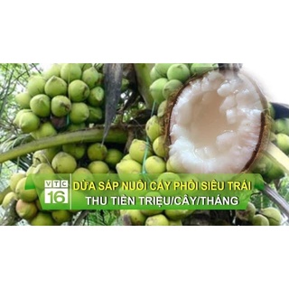 combo 2 cây dừa sáp sữa tặng 1 cây