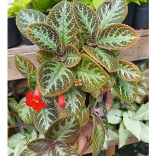 Cây Episcia/cây ấm kiếm