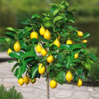 Cây Chanh Vàng Mỹ cao 50-70cm( ảnh thật số 2) .