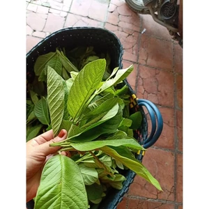 500gr đọt ổi non phơi khô cắt 1-2cm