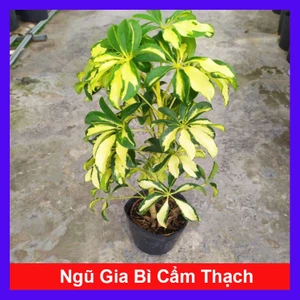 Cây Ngũ Gia Bì Cẩm Thạch - Cây đuổi muỗi