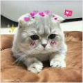 wang_q.anh_
