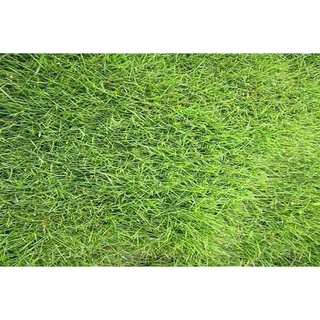 100gr cỏ nhung nhật trồng làm thảm cực kì đẹp