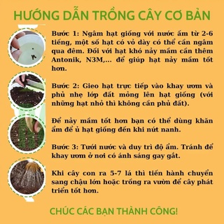 Hạt giống cải kale xoăn xanh và tím .