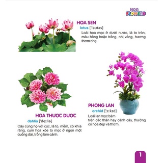 Sách -Combo 4 cuốn Từ Điển Tranh Dành Cho Thiếu Nhi (Song ngữ Anh Việt) -Picture dictionary -Ndbooks