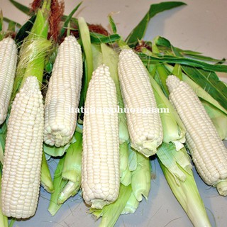 20 Gr - Hạt Giống Bắp Nếp Nù Phương Nam