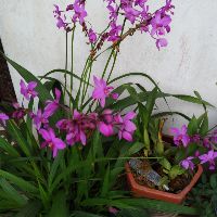 hoangthithuha125