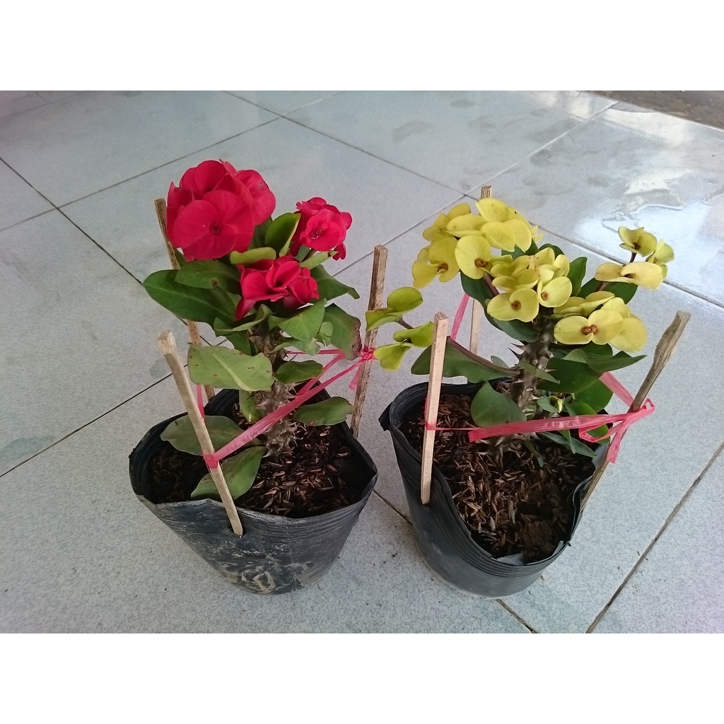 Combo 2 chậu xương rồng bát tiên ( màu đỏ + màu vàng)