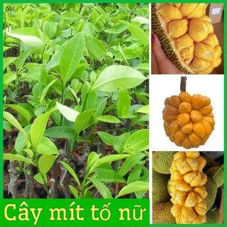 Cây giống mít tố nữ - nữ hoàng các loài mít múi to sai quả thơm vàng ngọt .
