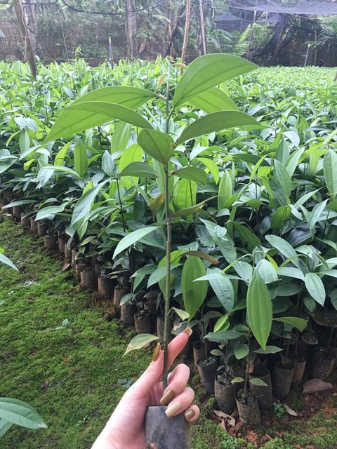 Cây Quế Giống