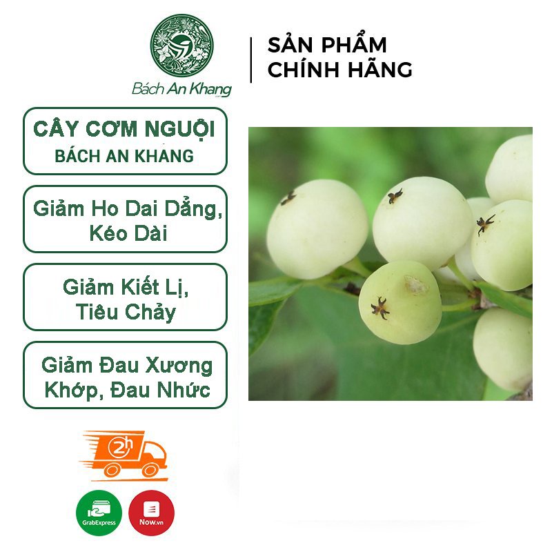 Cây cơm nguội JINDO 1 kg tác dụng hỗ trợ cho da, g_an, x_ương khớp