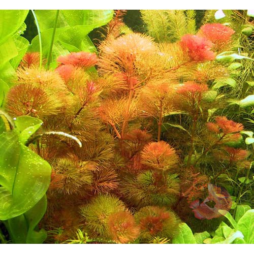 Rong La Hán Đỏ - Red Cabomba. Cây thủy sinh rong la hán đỏ | Shopee ...