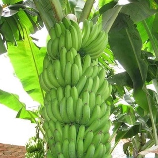 Combo 2 cây chuối tiêu hồng cấy mô .