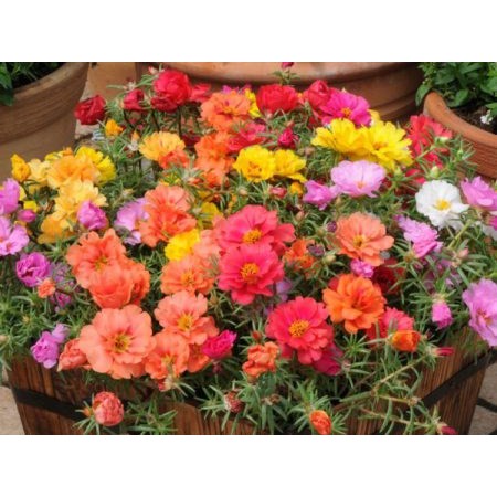 (COM BO HAI GÓI )  Hạt giống hoa mười giờ mỹ kép mix màu  cực đẹp