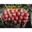 1KG THẢO QUẢ KHÔ THƠM TÂY BẮC - LẺ BẰNG SỈ