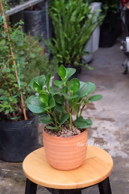 Cây trường sinh chậu đất nung- Cây nội ngoại thất- Decor nhà ở, văn phòng đẹp giá rẻ