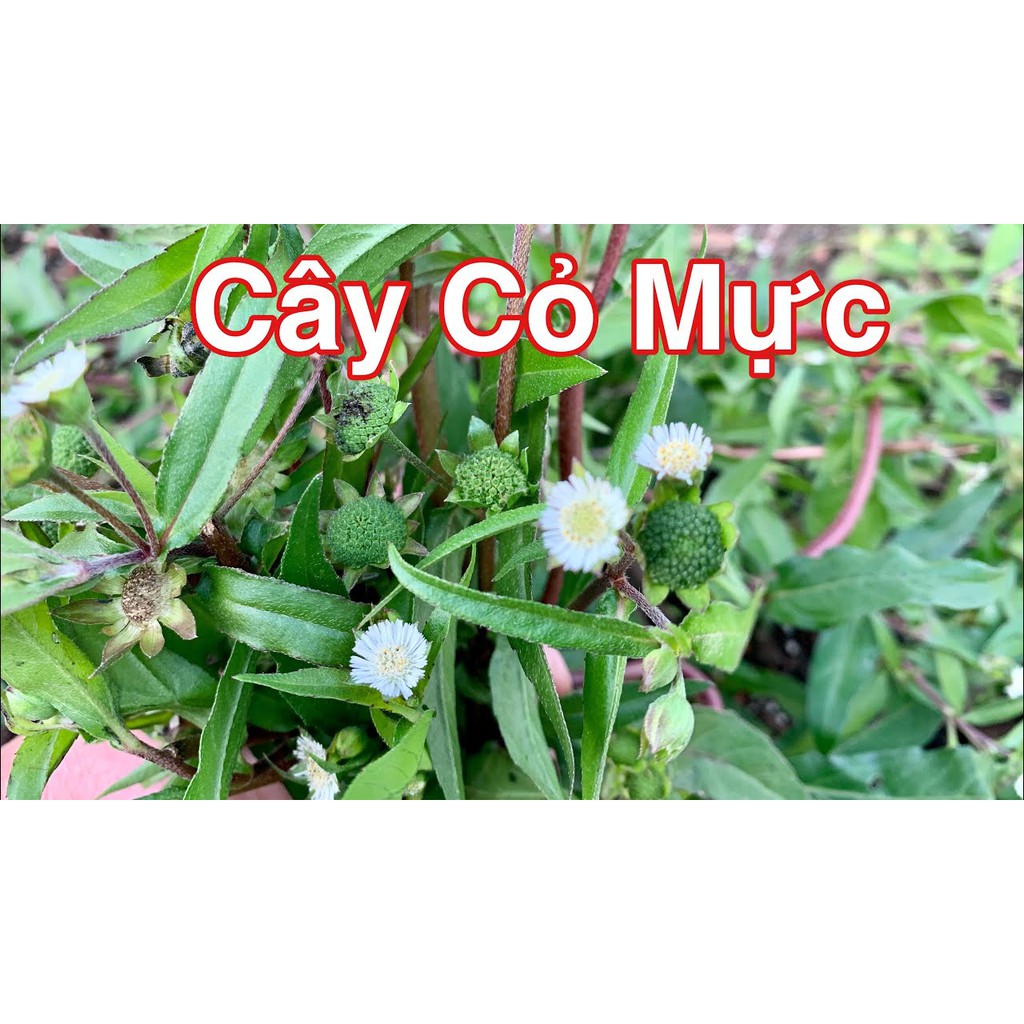Cây nhọ nồi hay con gọi là cỏ mực JINDO 1kg tác dụng hỗ trợ tốt tóc và tốt cho thận