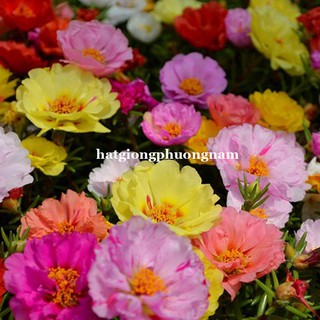 0,5 Gram - Hạt Giống Hoa Mười Giờ Mỹ Kép Mix Phương Nam