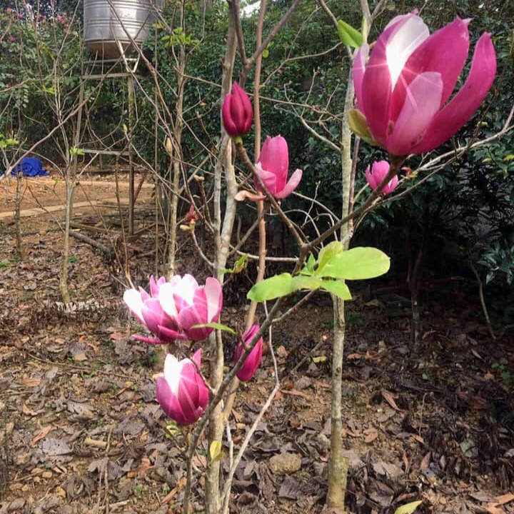 5 Hạt giống hoa mộc lan Mix