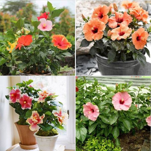 Hạt giống hoa râm bụt lùn Thái Mix màu - gói 10 hạt | Shopee Việt Nam