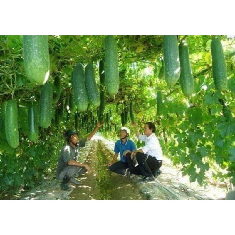 hạt giống bí đao chanh 4 mùa siêu trái 💖 NẢY MẦM CỰC ĐỈNH💖 chất lượng cao