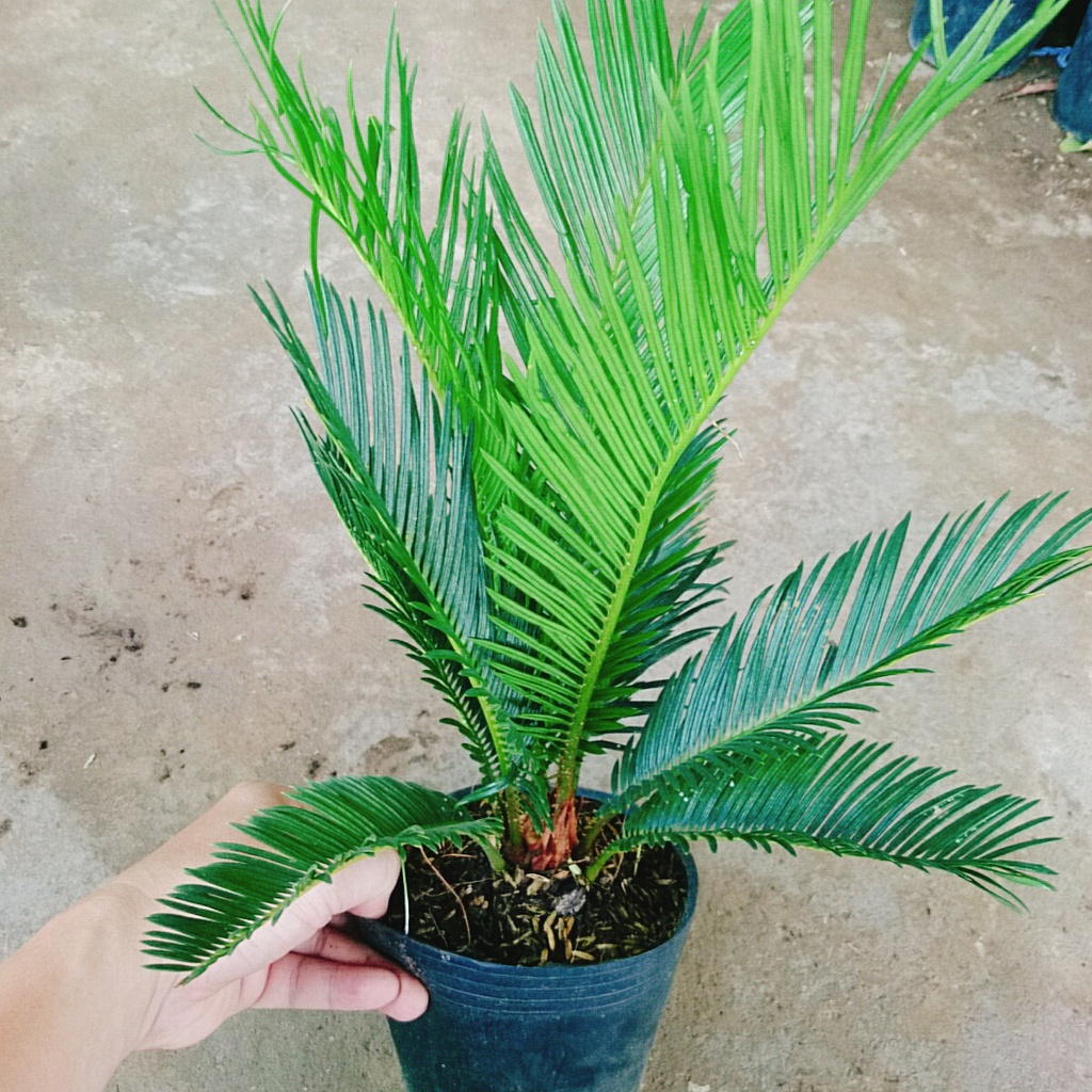 Cây thiên tuế (cao từ 50cm đến 60cm) - cây cảnh để bàn