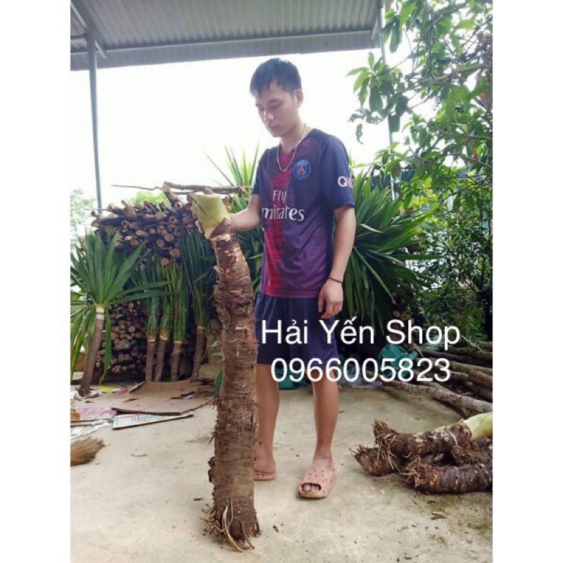 Củ Ráy Voi Rừng trồng làm cảnh | Shopee Việt Nam