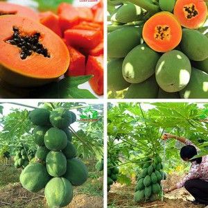 Hạt giống đu đủ ruột gấc