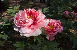 Hạt giống hoa mẫu đơn bông lớn Muadan Seeds