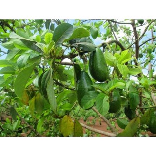 Cây Giống Bơ Sáp .
