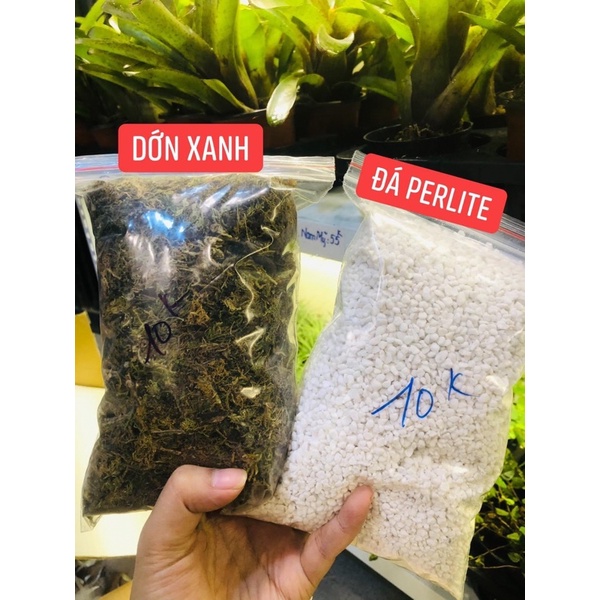 Lót nền Terrarium, đất kết dính, bố cục nền, giá thể