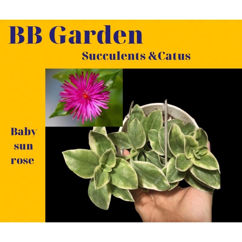 SEN ĐÁ MỚI ( Dorotheanthus MEZOO Trailing Red ~ Baby sun rose ~ Heart ...
