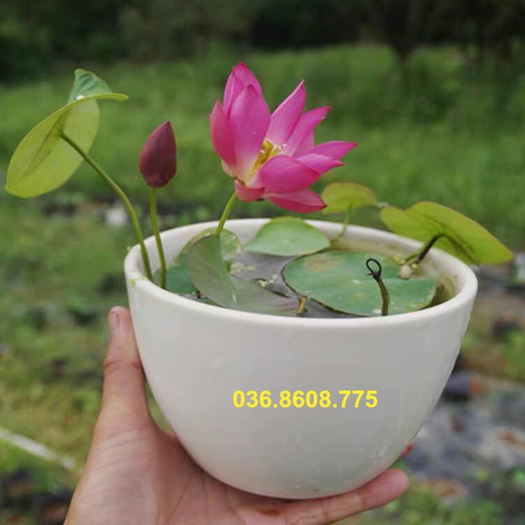 Sen mini (sen bát) trồng chậu siêu đẹp 2k/Hạt