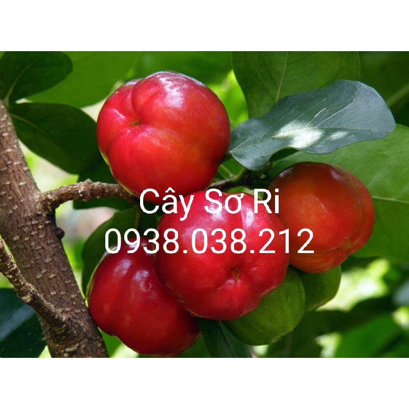 CÂY SƠ RI THÁI | Shopee Việt Nam