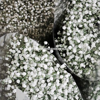 1 Gram - Hạt Giống Hoa Baby Lùn Trắng Trồng Chậu Phương Nam