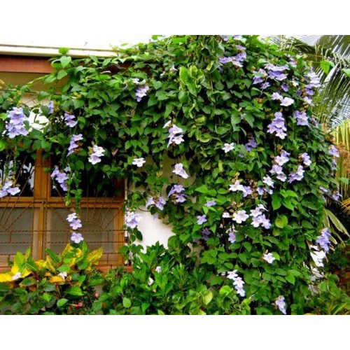Cây Hoa Cát Đằng dây leo - cây cảnh sân vườn